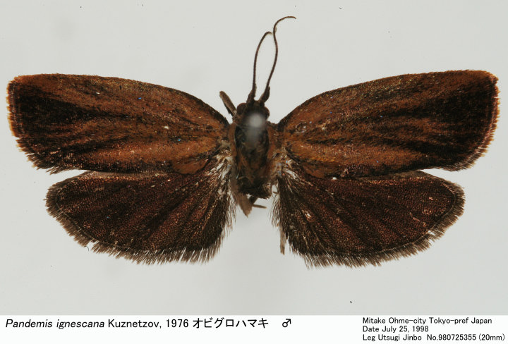 Pandemis_ignescana_980725355.jpg